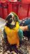 Macaw Birds for sale in United States. price: NA