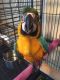 Macaw Birds for sale in Idaho Falls, ID, USA. price: NA