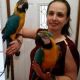 Macaw Birds for sale in Turhal, 60300 Turhal/Tokat, Turkey. price: 300 TRY