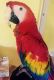 Macaw Birds for sale in North Charleston, SC, USA. price: NA