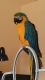 Macaw Birds for sale in Franklin, IN 46131, USA. price: NA
