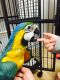 Macaw Birds for sale in Pennsylvania Ave NW, Washington, DC, USA. price: NA