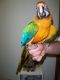 Macaw Birds for sale in San Francisco, San Antonio, TX 78201, USA. price: NA