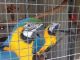 Macaw Birds for sale in Lake Trail Dr, Kenner, LA 70065, USA. price: $500