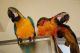 Macaw Birds for sale in Lake Trail Dr, Kenner, LA 70065, USA. price: $1