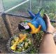 Macaw Birds for sale in Redding, CA, USA. price: $850