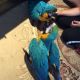 Macaw Birds for sale in Detroit, MI, USA. price: NA