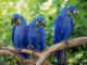 Macaw Birds for sale in Colorado Springs, CO, USA. price: $400