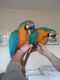 Macaw Birds for sale in Madison, WI, USA. price: NA