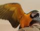 Macaw Birds for sale in Ringgold, GA 30736, USA. price: NA