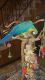 Macaw Birds for sale in Philadelphia, PA 19124, USA. price: NA
