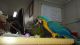 Macaw Birds for sale in New York, NY 10022, USA. price: NA