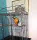 Macaw Birds for sale in Mountain View, CA, USA. price: NA