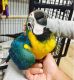 Macaw Birds for sale in Bakersfield, CA, USA. price: $500