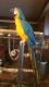 Macaw Birds for sale in Northville, MI 48168, USA. price: NA