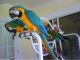 Macaw Birds for sale in Aloha, OR, USA. price: NA