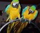 Macaw Birds for sale in Allerton, IA 50008, USA. price: NA