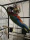 Macaw Birds for sale in 34739 38th Ave, Paw Paw, MI 49079, USA. price: $1,200