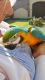 Macaw Birds for sale in St. Louis, MO, USA. price: $1,000