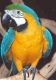 Macaw Birds for sale in Florissant, MO, USA. price: NA