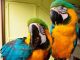 Macaw Birds for sale in New York Ave NW, Washington, DC, USA. price: NA