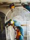 Macaw Birds for sale in Texas Ave, Los Angeles, CA 90025, USA. price: NA