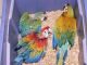 Macaw Birds for sale in FL-436, Casselberry, FL, USA. price: $300