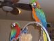 Macaw Birds for sale in Jacksonville, FL, USA. price: NA