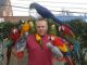 Macaw Birds for sale in Marysville, WA, USA. price: NA