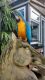 Macaw Birds for sale in New York Life Insurance Building, Chicago, IL 60602, USA. price: NA