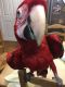 Macaw Birds for sale in 3103 US-12, Michigan City, IN 46360, USA. price: NA