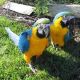 Macaw Birds for sale in Lewis Center, OH, USA. price: NA