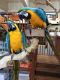 Macaw Birds for sale in Allentown, PA, USA. price: NA