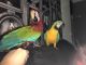Macaw Birds for sale in Maryland Heights, MO, USA. price: NA