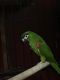 Macaw Birds for sale in Frisco, TX, USA. price: NA