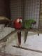 Macaw Birds