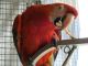 Macaw Birds for sale in Frisco, TX, USA. price: NA
