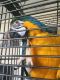 Macaw Birds for sale in Gunpowder, MD 21010, USA. price: NA