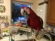 Macaw Birds for sale in Orangeburg, SC 29115, USA. price: NA