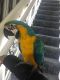 Macaw Birds for sale in Orangeburg, SC 29115, USA. price: NA