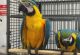Macaw Birds for sale in Albuquerque, NM 87101, USA. price: NA