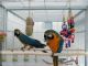 Macaw Birds for sale in Omar Ave, Carteret, NJ 07008, USA. price: NA