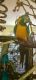 Macaw Birds for sale in Rice Lake, WI, USA. price: $1,800
