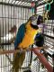 Macaw Birds for sale in Albuquerque, NM 87123, USA. price: $800