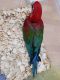 Macaw Birds for sale in SC-160, Fort Mill, SC, USA. price: NA