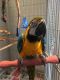 Macaw Birds for sale in Delaware, OH 43015, USA. price: $500