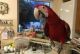 Macaw Birds for sale in Brooklyn, NY, USA. price: NA