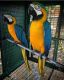 Macaw Birds for sale in Stockton, CA, USA. price: NA