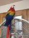 Macaw Birds for sale in California St, San Francisco, CA, USA. price: NA