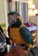 Macaw Birds for sale in Dundee, OR 97115, USA. price: $2,800